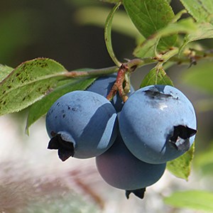 Farmer Mac's Blueberry Farm